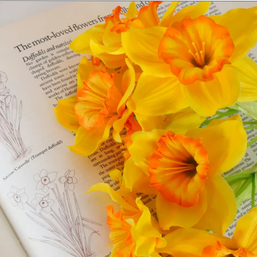 Ruffled daffodil Bunch