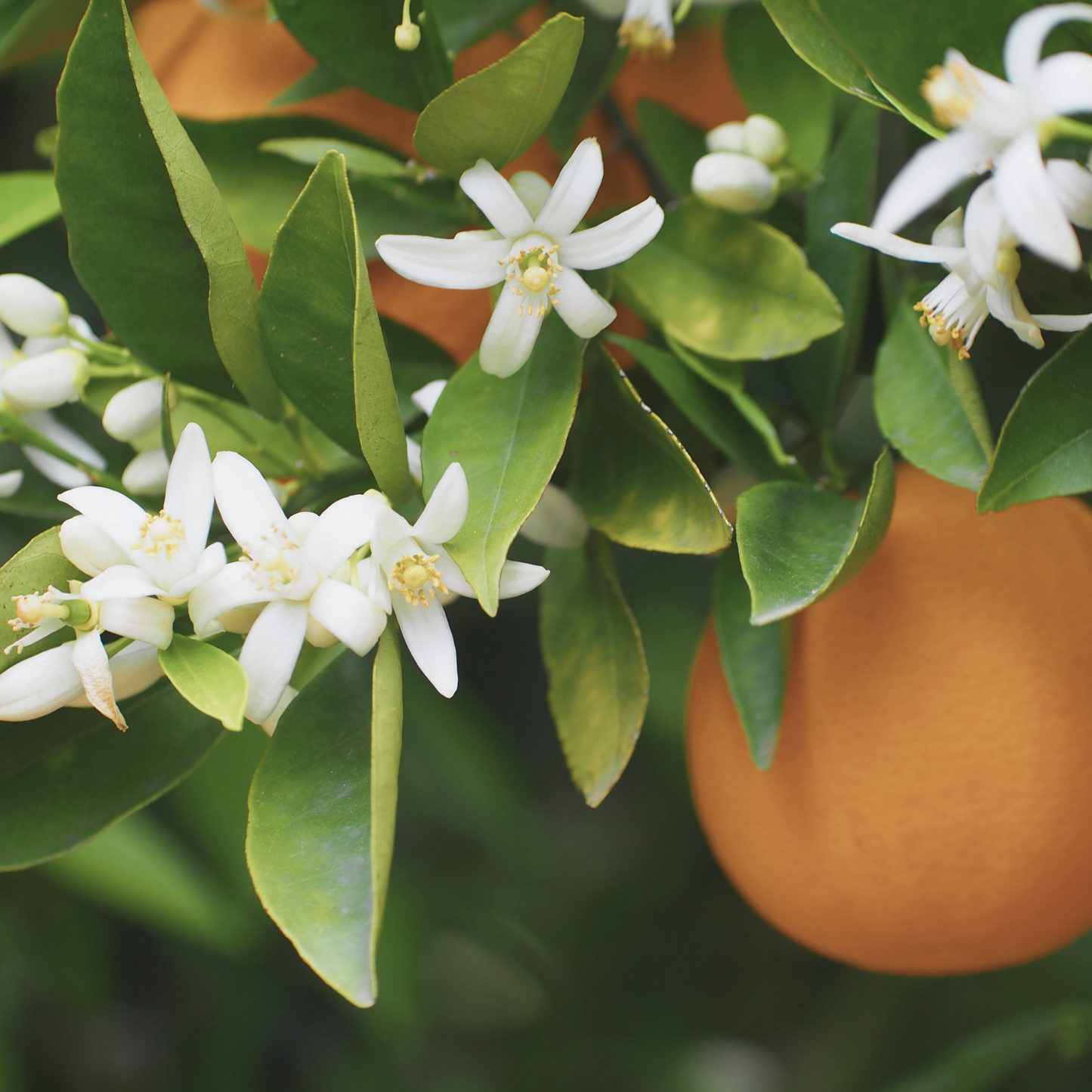 Orange Blossom Darjeeling Reed Diffuser