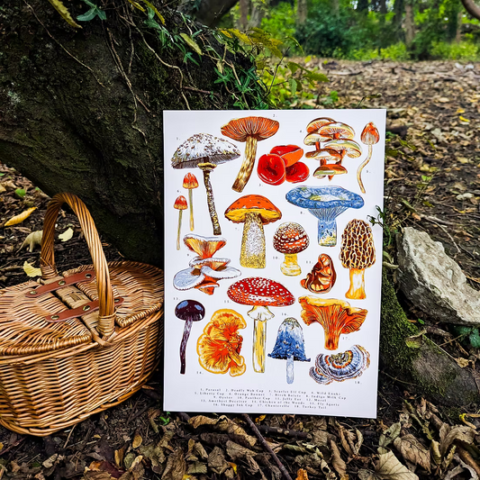 Mushroom Illustration Art Print