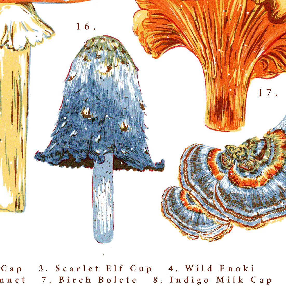 Mushroom Illustration Art Print