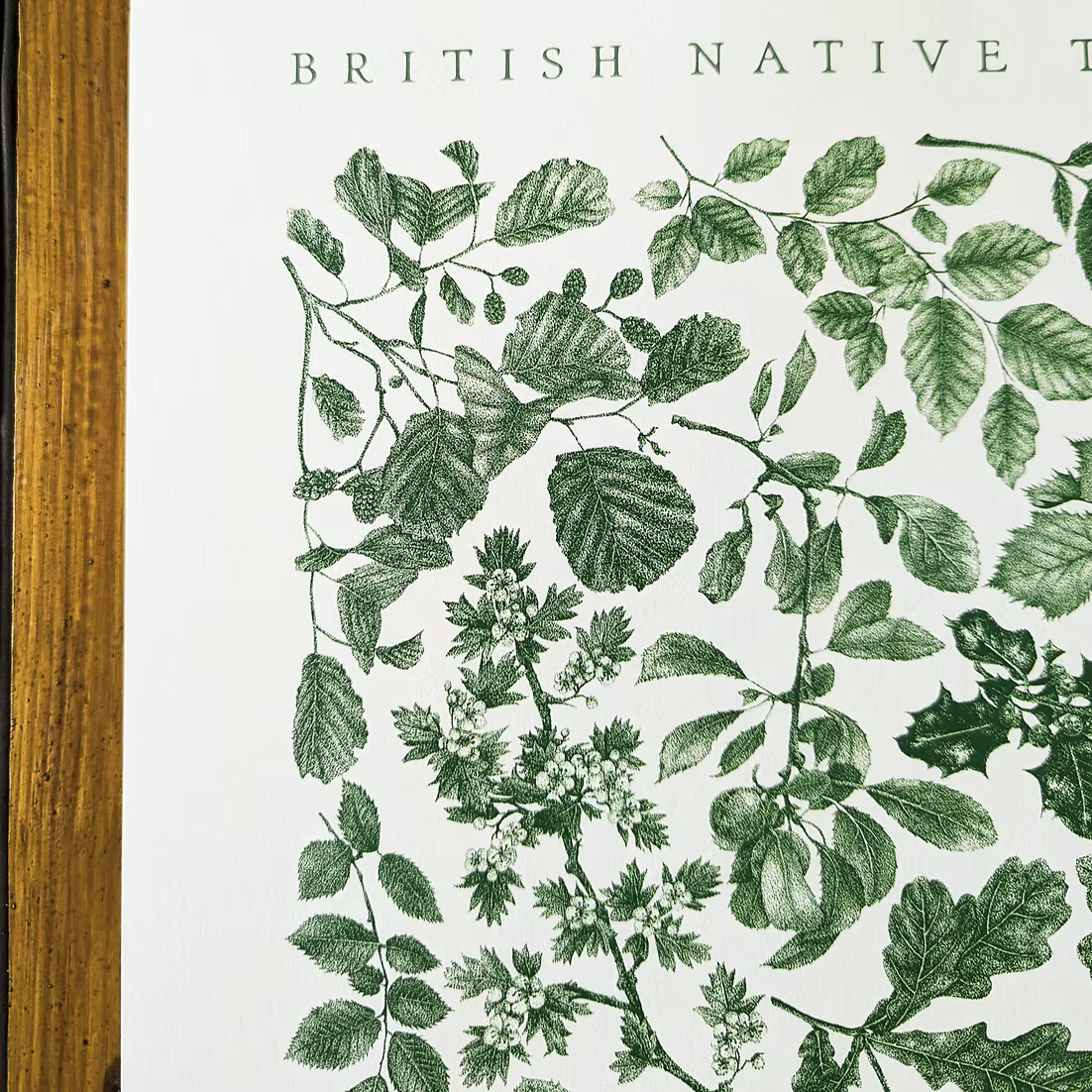 British Native Trees Premium Art Print
