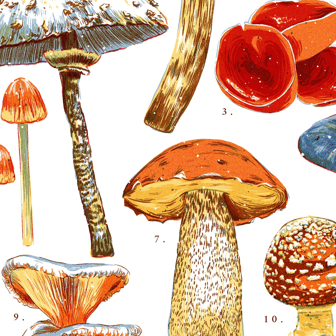 Mushroom Illustration Art Print