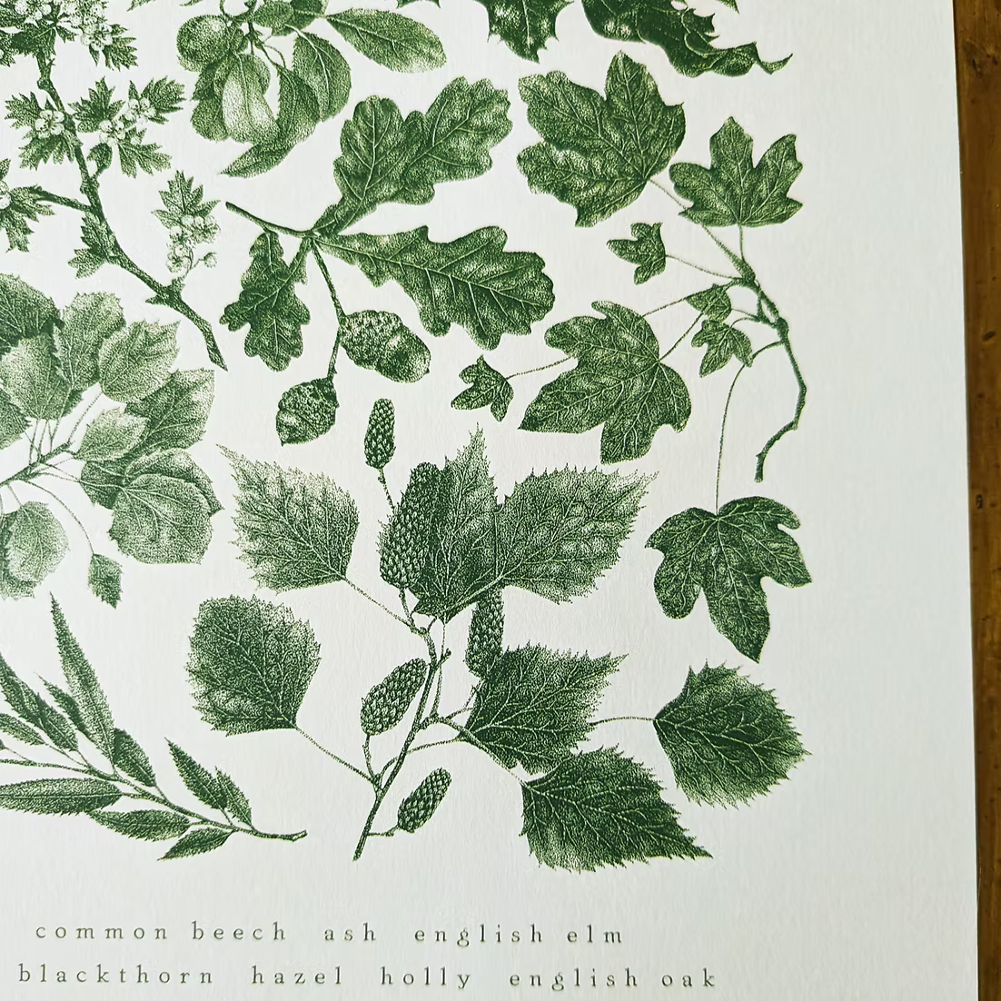 British Native Trees Premium Art Print