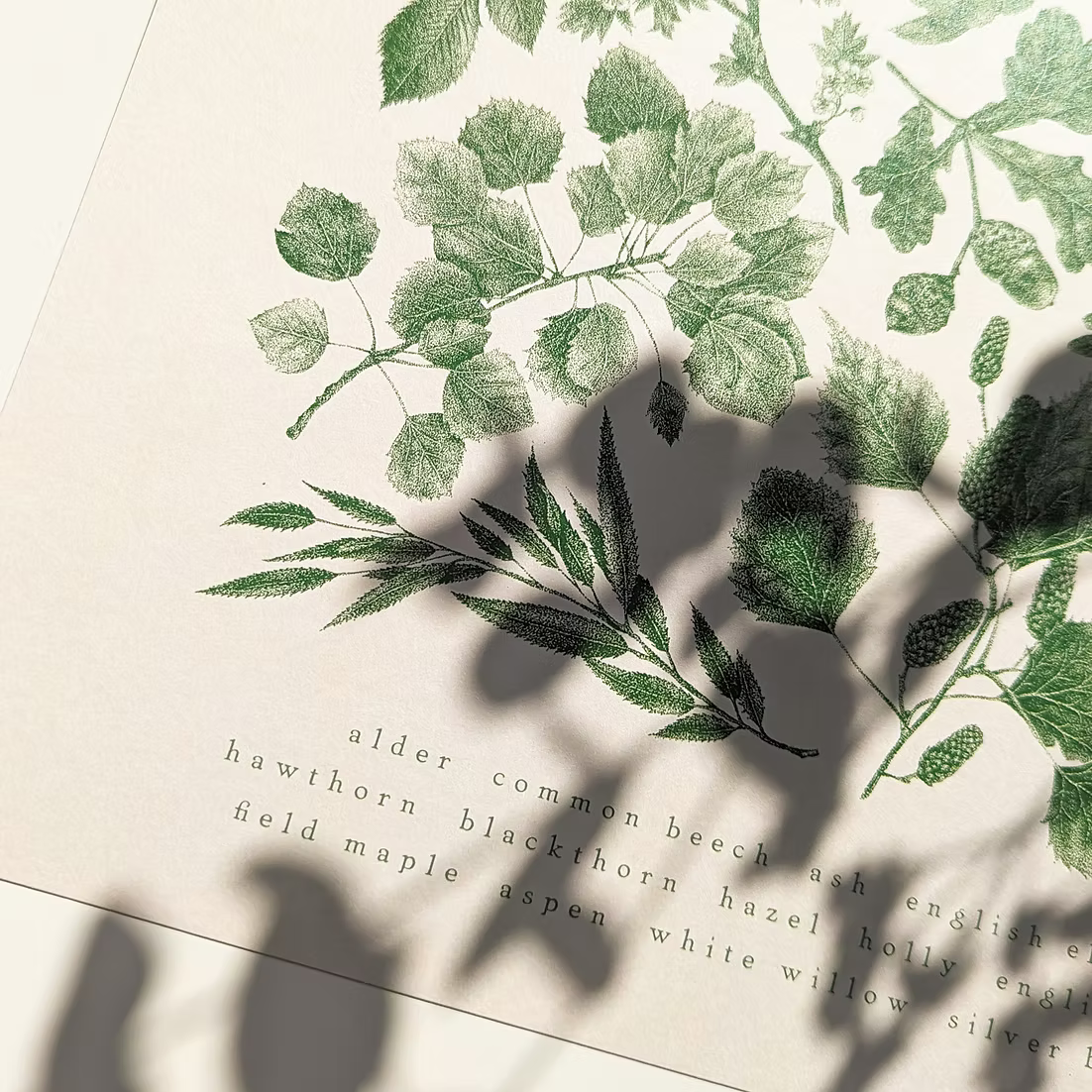British Native Trees Premium Art Print