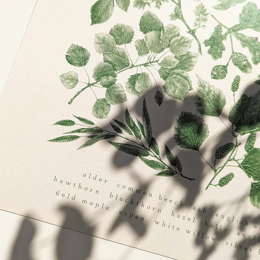 British Native Trees Premium Art Print