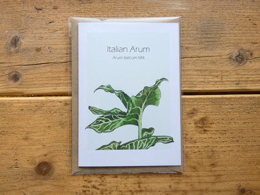 Blank Greeting Cards