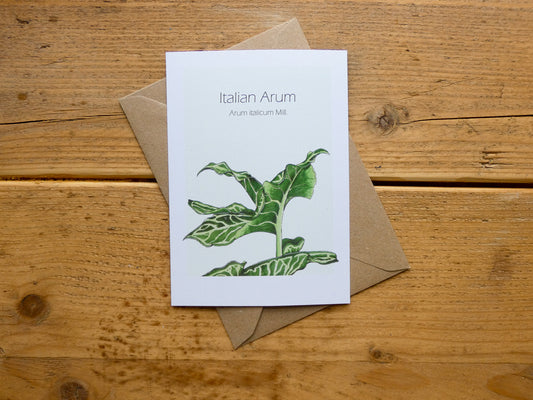 Hand Illustrated Postcards