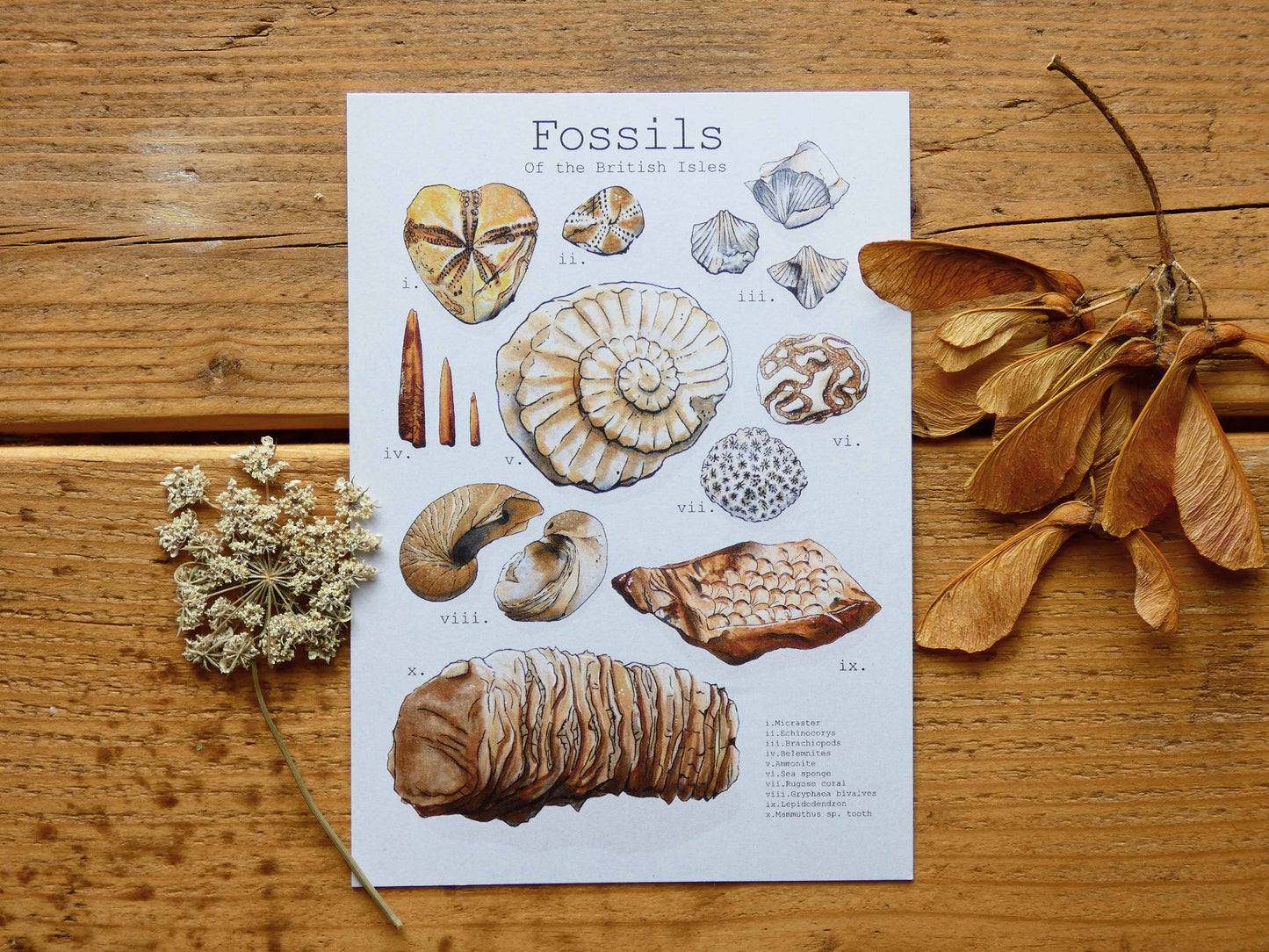 Hand Illustrated Postcards