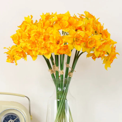 Ruffled daffodil Bunch